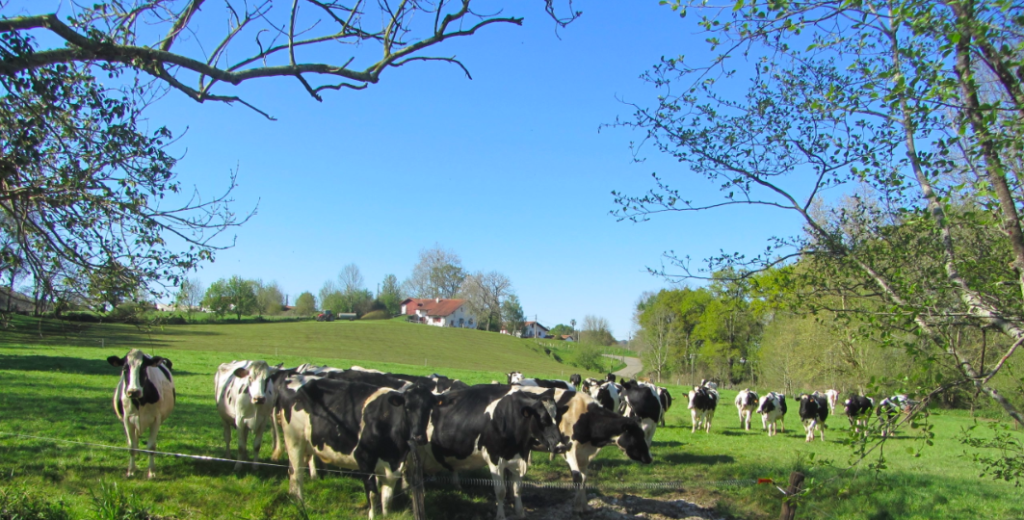 LE LAIT DE LA COOPÉRATIVE VIVAVOUM